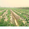 biodegradable agriculture film